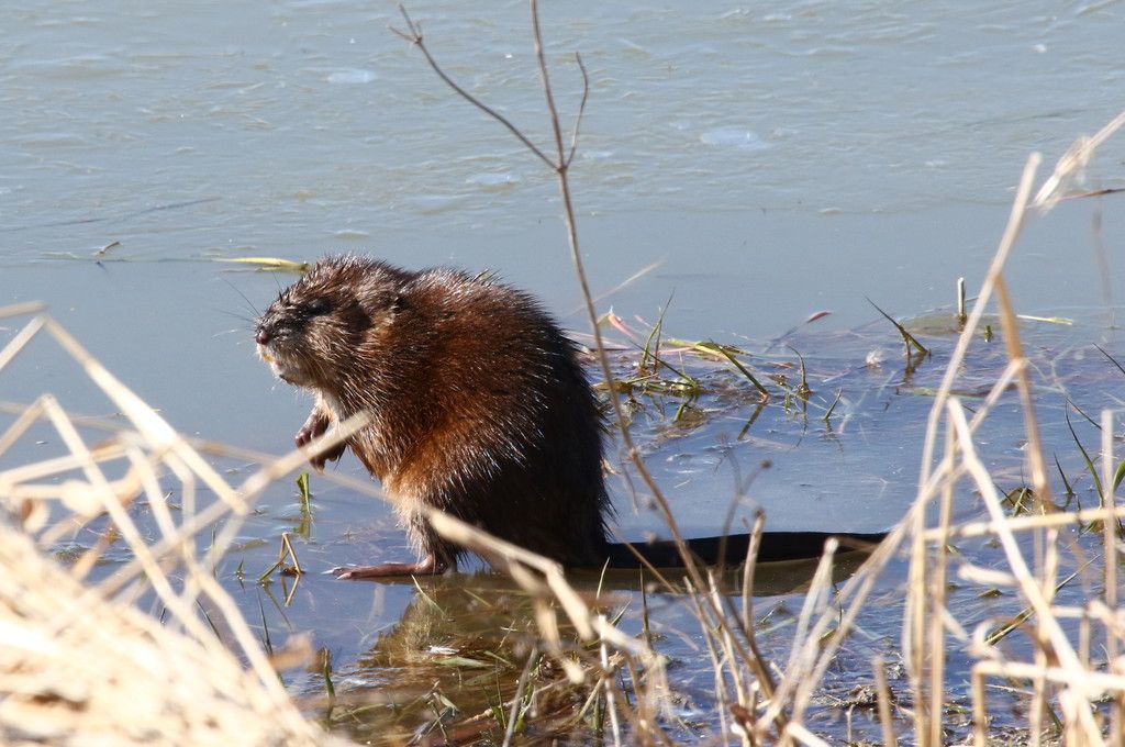 IMAGE: http://i1305.photobucket.com/albums/s541/chripolk/0A0A9794_zps6yfsedso.jpg