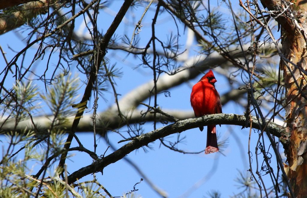 IMAGE: http://i1305.photobucket.com/albums/s541/chripolk/0A0A9808_zpsgqrsitxz.jpg