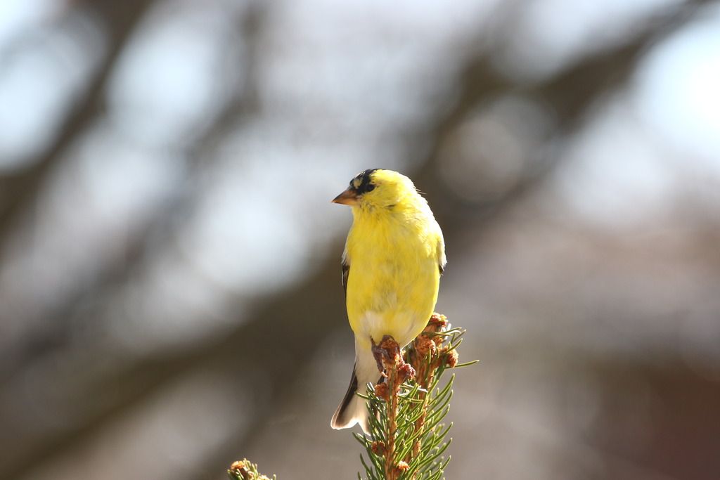 IMAGE: http://i1305.photobucket.com/albums/s541/chripolk/0A0A9849_zpsgeneqete.jpg