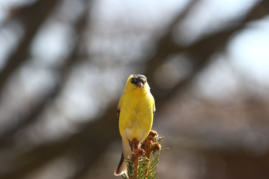 IMAGE: http://i1305.photobucket.com/albums/s541/chripolk/0A0A9850_zpsrsohadti.jpg