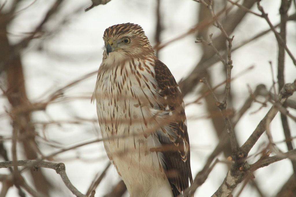 IMAGE: http://i1305.photobucket.com/albums/s541/chripolk/IMG_0541_zps8iyo10ej.jpg