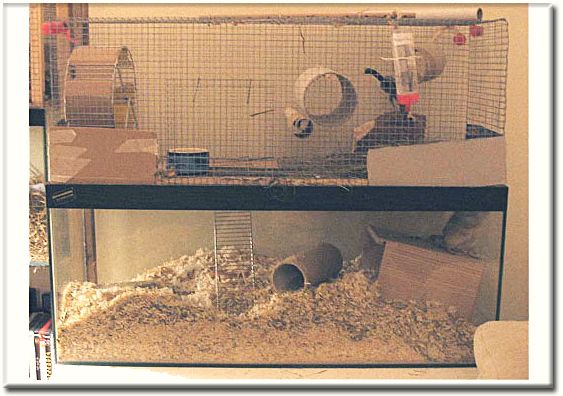 How to Split Cage a Gerbil recommendations How to Split Cage a Gerbil advise