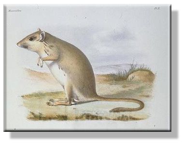 Antique print of the Mongolian gerbil