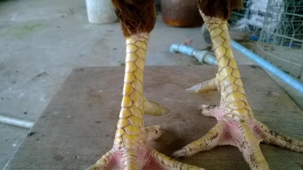 Gà nòi lai Trống mái - 2