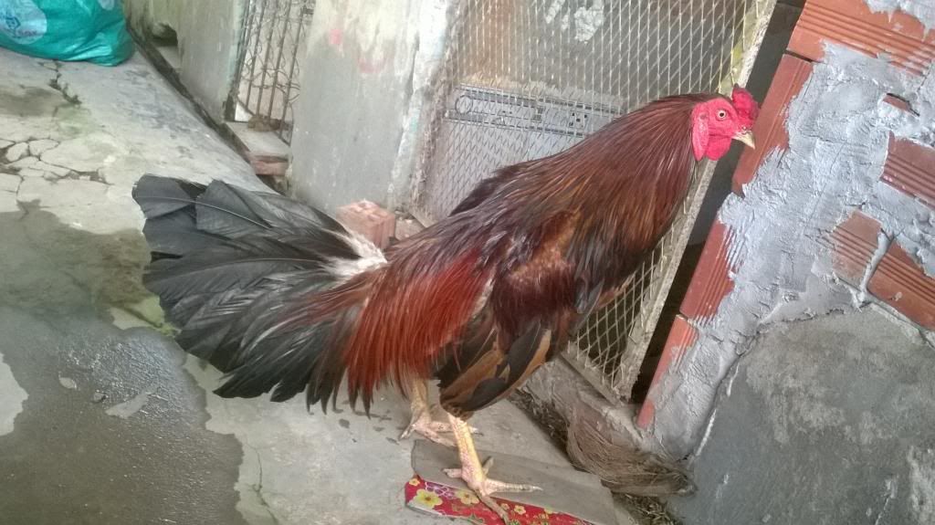 Gà nòi lai Trống mái