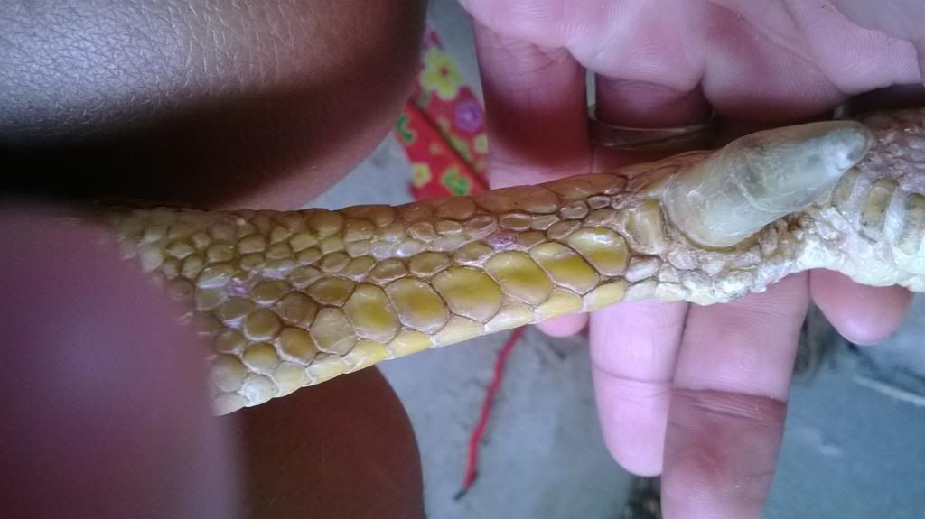 Gà Nòi Cao Lảnh - 5