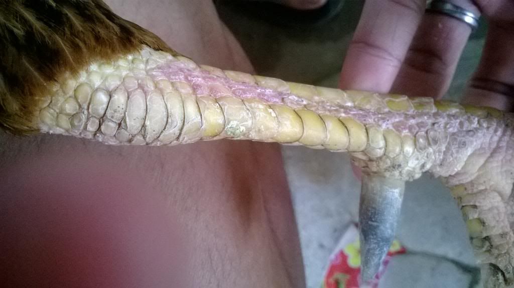 Gà Nòi Cao Lảnh - 6