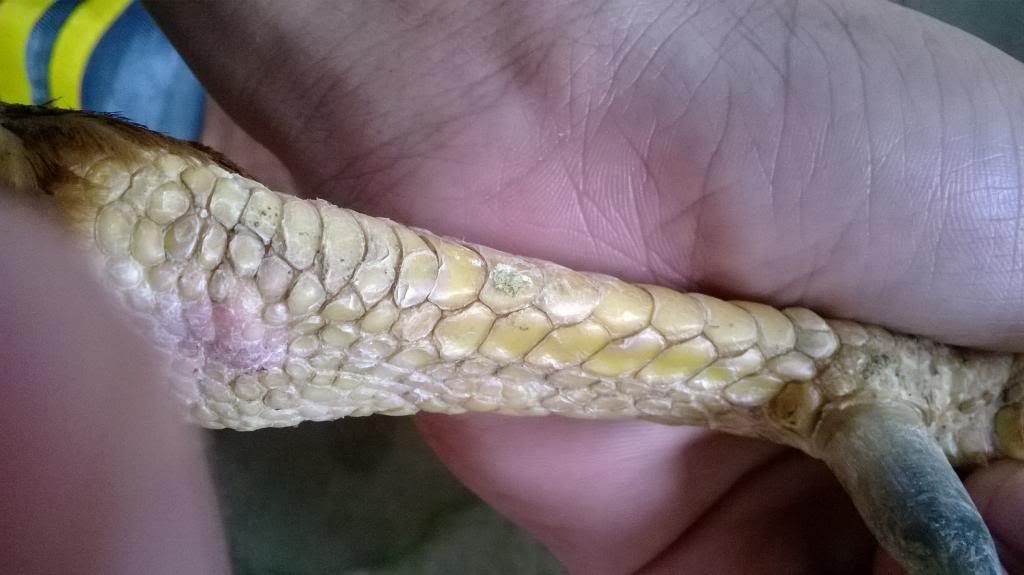 Gà Nòi Cao Lảnh - 7