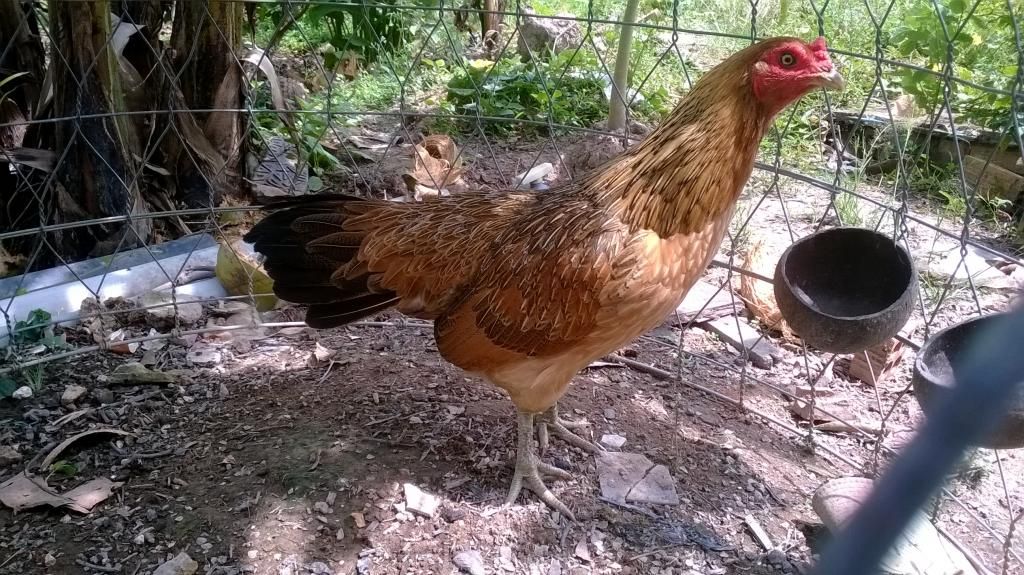 Gà nòi lai Trống mái - 7