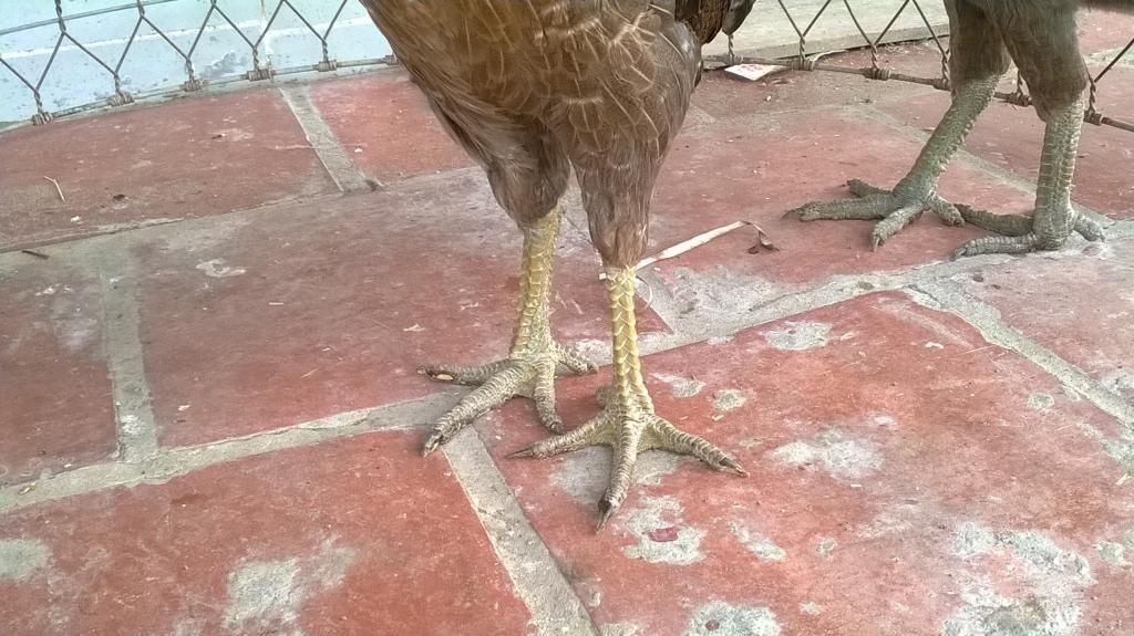 Đồng Tháp Toppic Gà con. Gà vẫy Rồng. Gà Black jap tre - 9