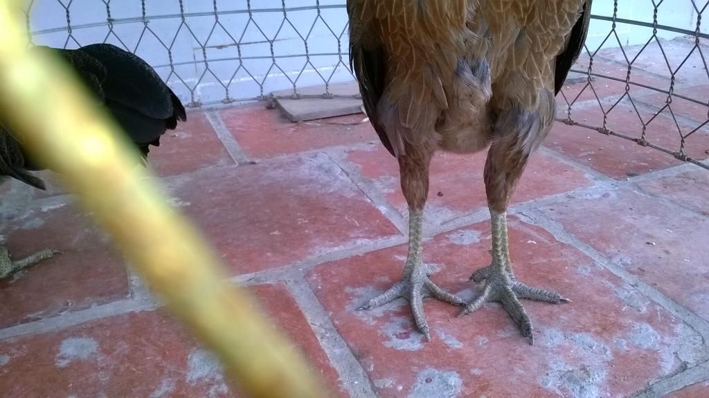 Đồng Tháp Toppic Gà con. Gà vẫy Rồng. Gà Black jap tre - 8