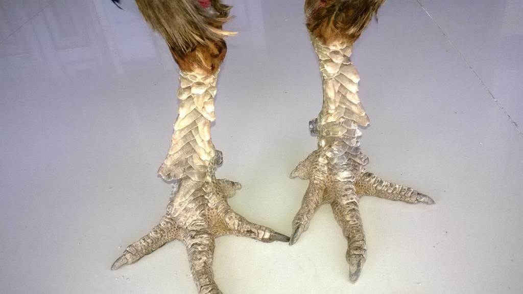 Đồng Tháp Toppic Gà con. Gà vẫy Rồng. Gà Black jap tre - 1