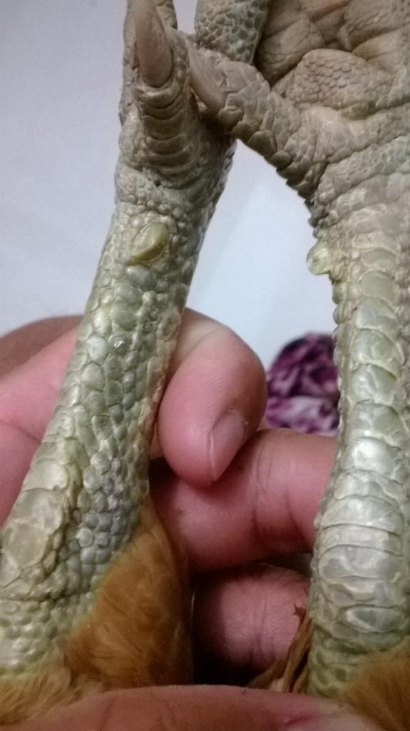 Gà nòi lai Trống mái - 10