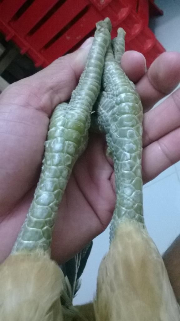 Gà nòi lai Trống mái - 8