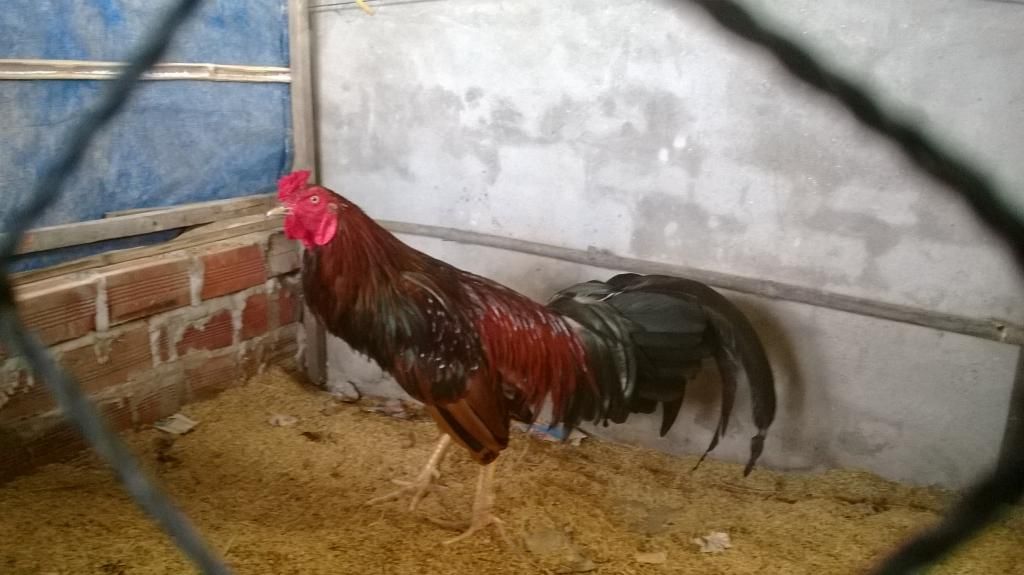 Gà Nòi Cao Lảnh - 1