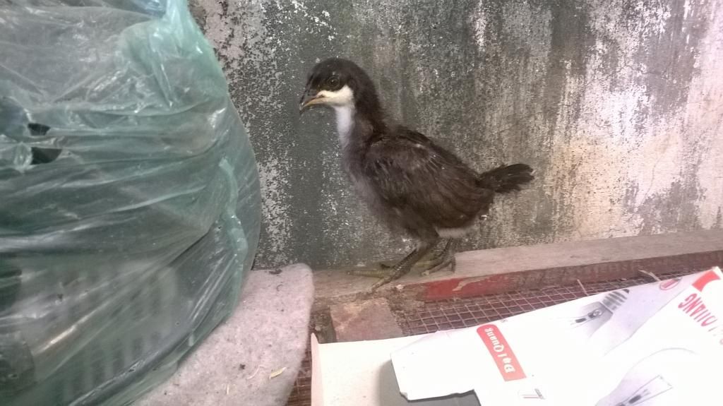 Đồng Tháp Toppic Gà con. Gà vẫy Rồng. Gà Black jap tre - 19