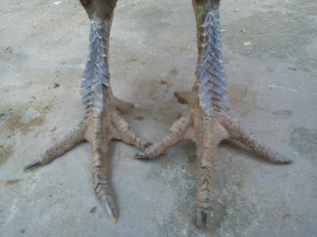 Đồng Tháp Toppic Gà con. Gà vẫy Rồng. Gà Black jap tre - 5