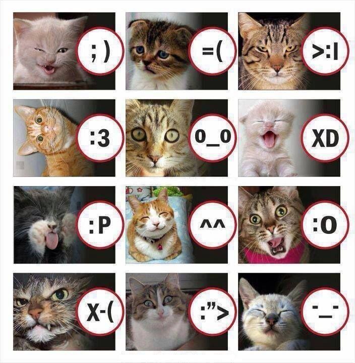 cat-expressions_zps05690c1a.jpg