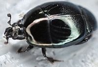 beetleid2_zps2b425e04.jpg