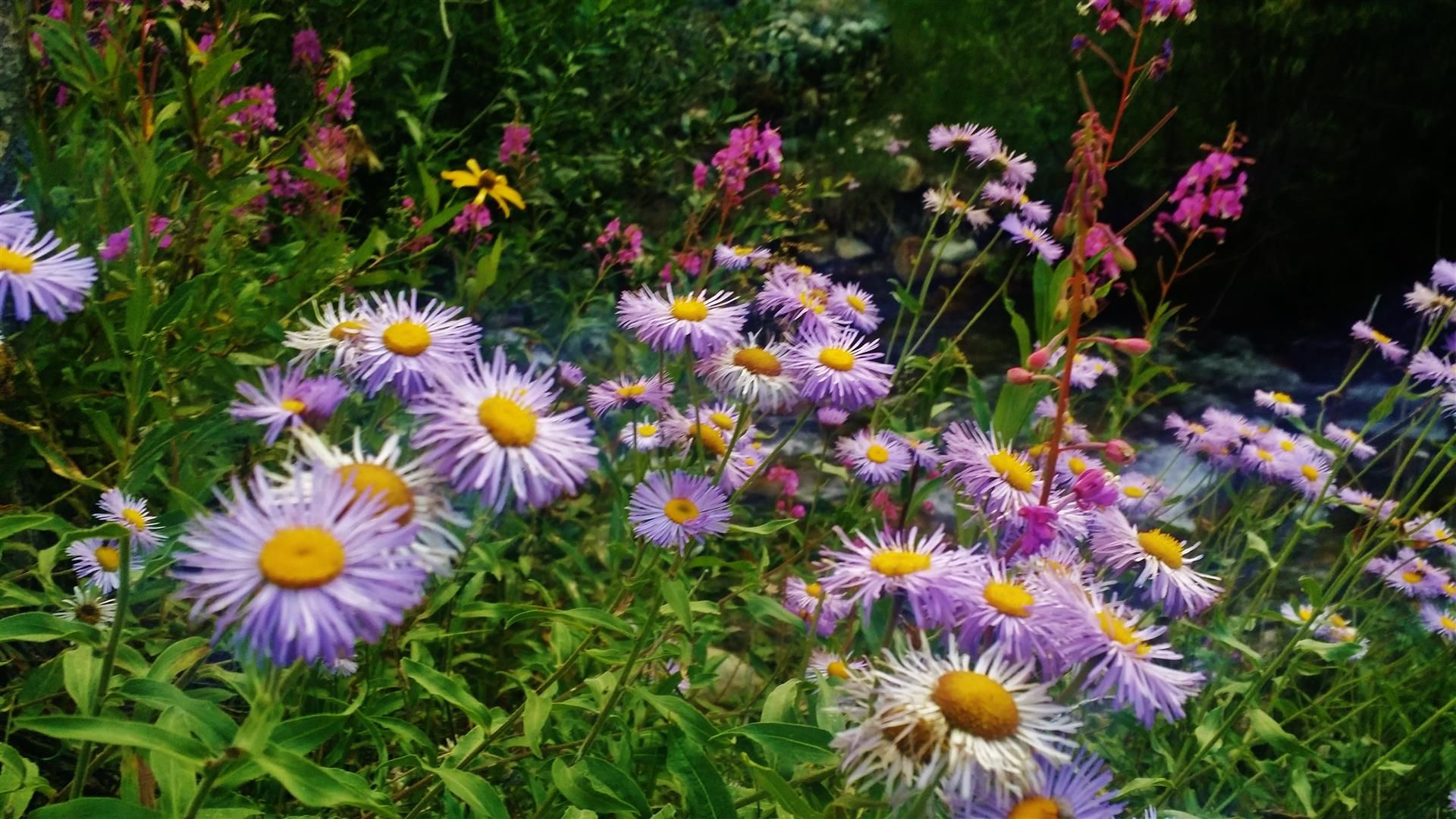 20140725_1852532Large_zps0bbcecef.jpg