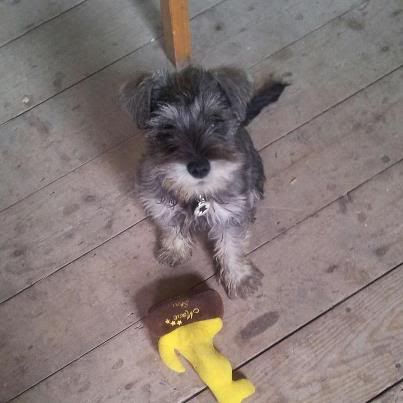 miniature schnauzer hair