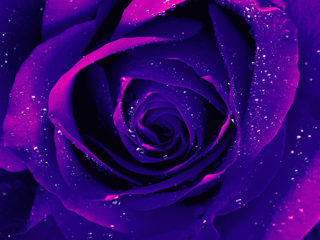 rose photo: Rose Rose_zps3fc6b20b.gif